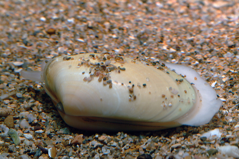 Donax trunculus